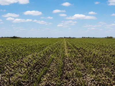 167 hectáreas agrícolas en el sur de Santa Fe