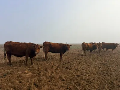 600 hectáreas en San Luis